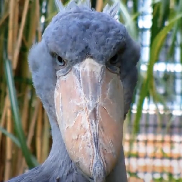 shoebill stork